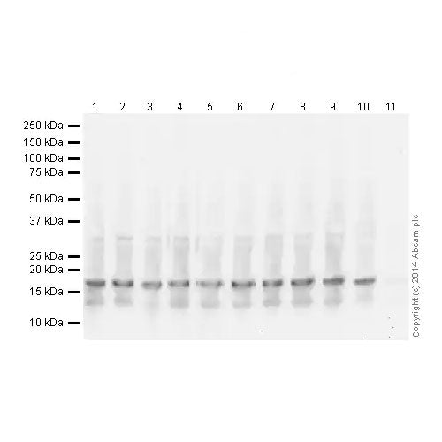 25689. ANTI-HISTONE H3 (TRI METHYL K27) ANTIBODY (MABCAM 6002)-CHIP GRADE 100UG ABCAM