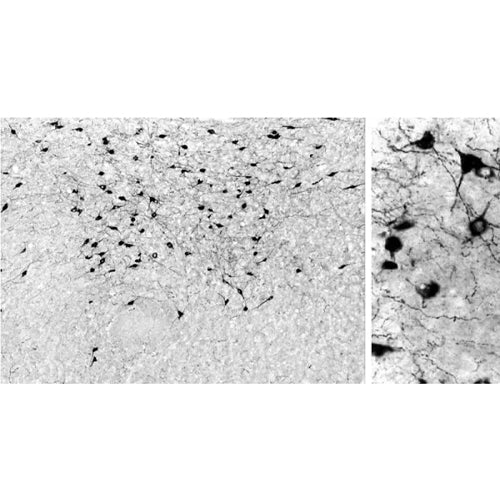 4634. ANTI-OREXIN A ANTIBODY 100UL - ABCAM