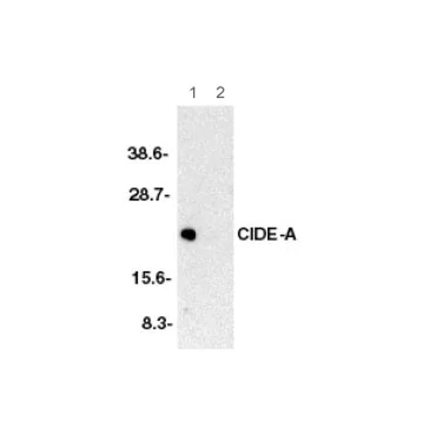 2938. ANTI-CIDE A ANTIBODY 100UG - ABCAM