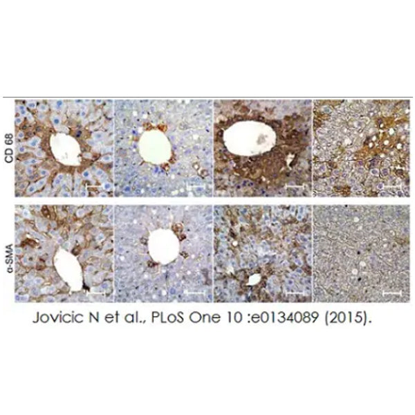 2922. MOUSE SPECIFIC HRP/DAB DETECTION IHC KIT - ABCAM