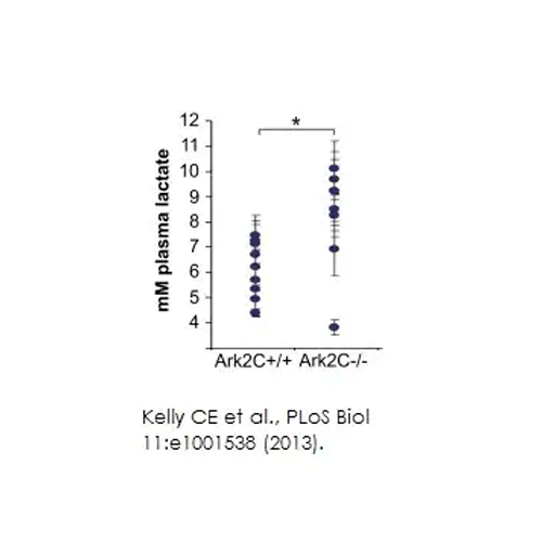 26425. L-LACTATE ASSAY KIT (COLORIMETRIC) 100 TESTS ABCAM