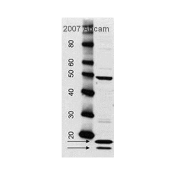 2920. RABBIT ANTI-SHEEP IGG H&L (HRP) 1MG ABCAM