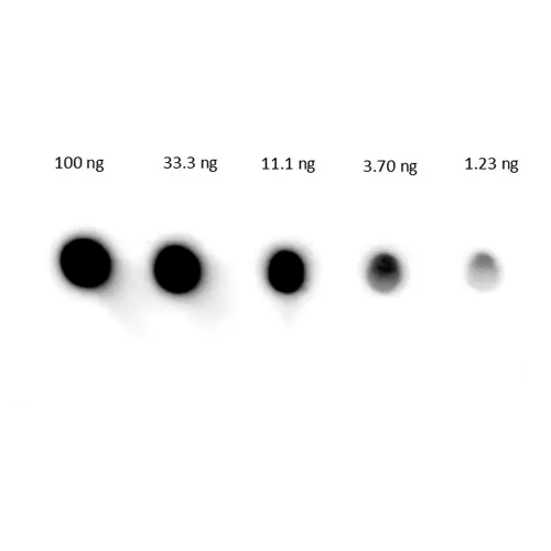 26511. GOAT ANTI-HUMAN IGG - H&L (HRP) 1MG ABCAM