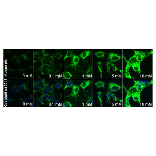 4625. ANTI-ADIPOR1 ANTIBODY 100UG - ABCAM