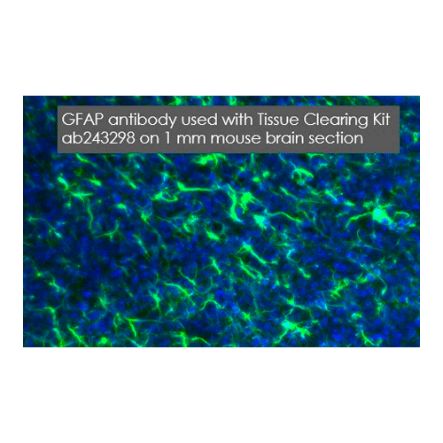 26401. ANTI-GFAP ANTIBODY 50UL ABCAM