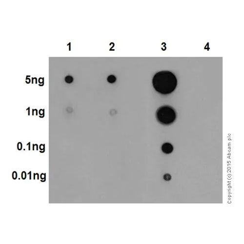 4642. RECOMBINANT ANTI-ERK1 (PT202/PY204) + ERK2 (PT185/PY187) ANTIBODY (EP197Y) 100UL - ABCAM