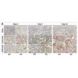 2945. ANTI-COLLAGEN III ANTIBODY 100UG - ABCAM