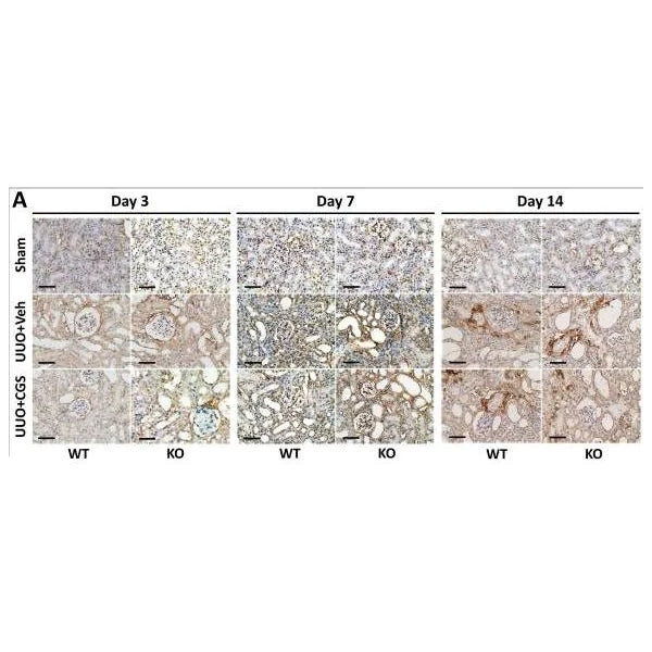 2945. ANTI-COLLAGEN III ANTIBODY 100UG - ABCAM