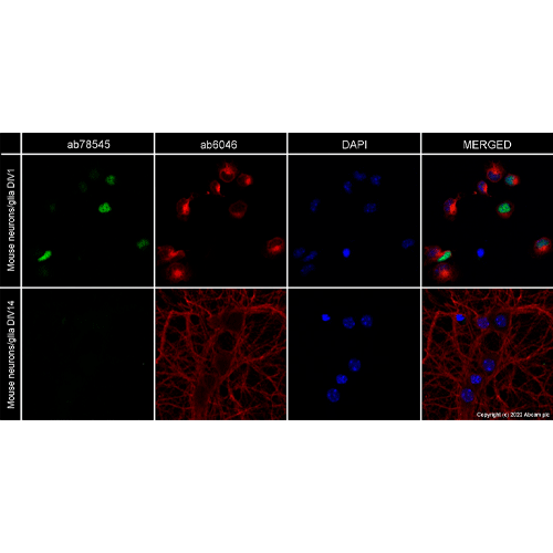 26442. ANTI-PAX6 ANTIBODY (AD2.38) 100UG ABCAM