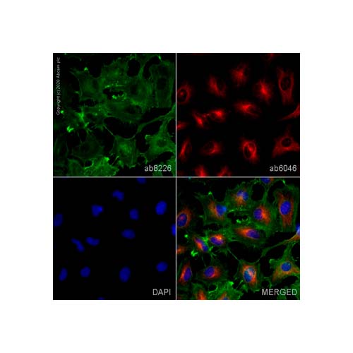 15665. ANTI-BETA ACTIN ANTIBODY (MABCAM 8226) 100UG ABCAM