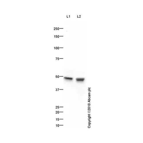 26407. ANTI-DOPAMINE D2 RECEPTOR ANTIBODY 100UG ABCAM