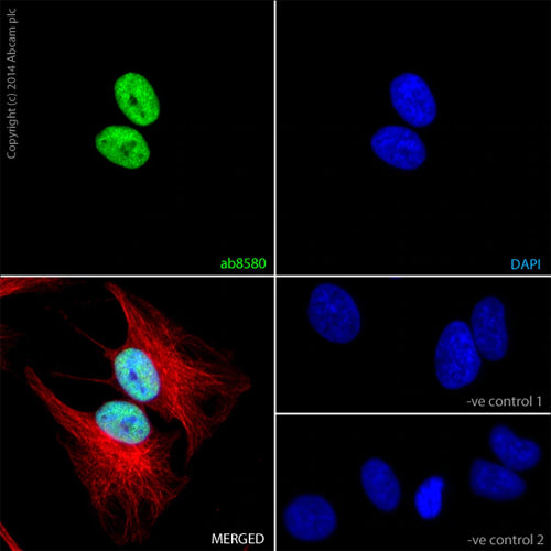 4658. ANTI-HISTONE H3 (TRI METHYL K4) ANTIBODY - CHIP GRADE 50UG - ABCAM