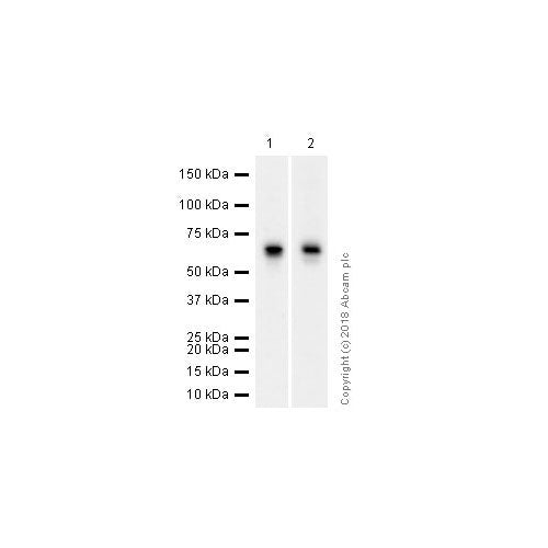 5538. GOAT POLYCLONAL SECONDARY ANTIBODY TO RABBIT IGG-H&L 1MG - ABCAM