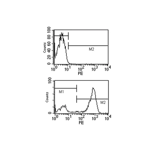 26481. RAT MONOCLONAL [SB77E] ANTI-MOUSE IGG1 H&L (PE) PREADSORBED 100UG ABCAM