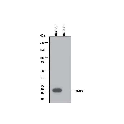 21071. HUMAN G-CSF ANTIBODY 100UG - R&D SYSTEMS