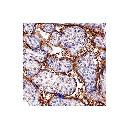 18196. HUMAN TGF-BETA  RIII ANTIBODY 250UG - R&D SYSTEMS