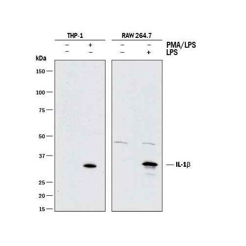 26617. MOUSE IL-1 BETA /IL-1F2 ANTIBODY 25UG R&D SYSTEMS