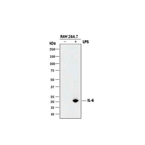 26620. MOUSE IL-6 ANTIBODY 100UG R&D SYSTEMS