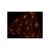 18197. MOUSE ENDOGLIN/CD105 ANTIBODY 100UG - R&D SYSTEMS