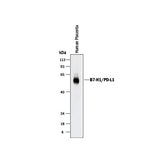 7553. HUMAN PD-L1/B7-H1 ANTIBODY 100UG - R&D SYSTEM