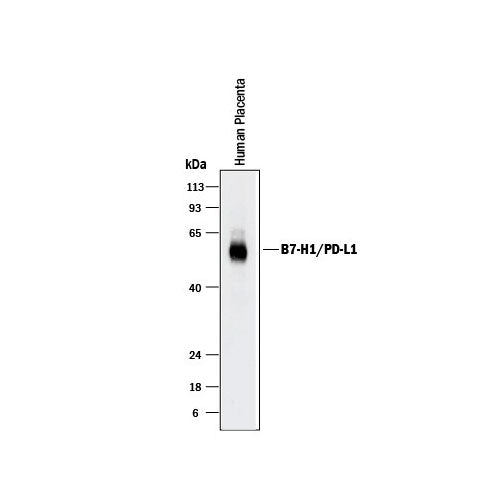 7553. HUMAN PD-L1/B7-H1 ANTIBODY 100UG - R&D SYSTEM