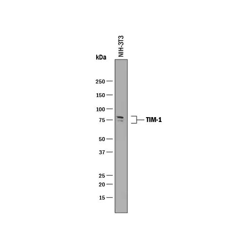 22006. MOUSE TIM-1/KIM-1/HAVCR ANTIBODY 100UG - R&D SYSTEMS