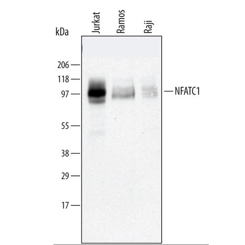 12402. HUMAN NFATC1 ANTIBODY 25UG - R&D SYSTEMS