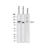 7515. HUMAN/MOUSE/RAT/HAMSTER ACE-2 ANTIBODY 100UG - R&D SYSTEMS