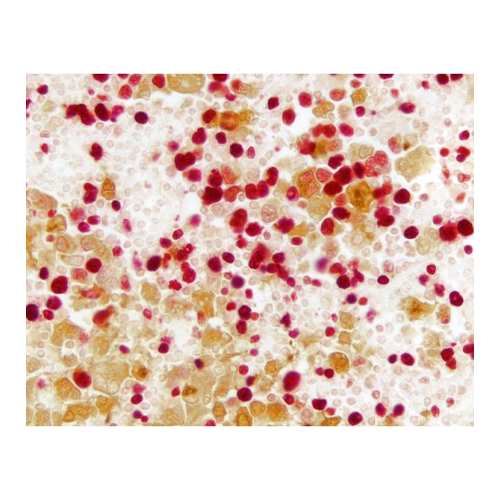 19874. VECTASTAIN ABC-AP KIT ALKALINE PHOSPHATASE (UNIVERSAL) - VECTOR