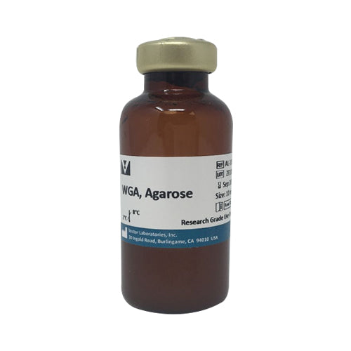 5210. WHEAT GERM AGGLUTININ (WGA) AGAROSE BOUND 10ML - VECTOR