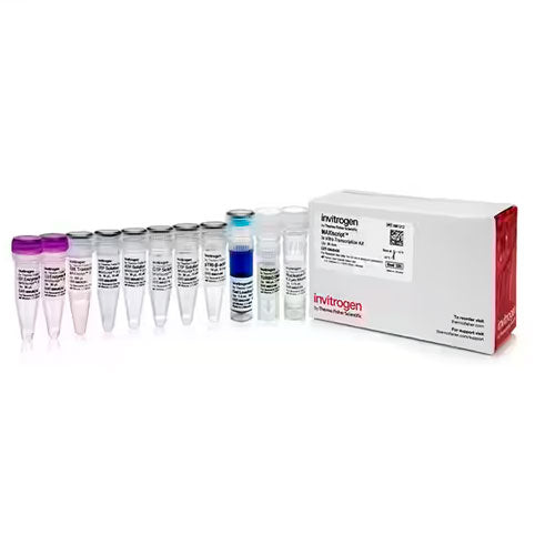 26800. KIT DE TRANSCRIPCION MAXISCRIPT SP6/T7 100 REACCIONES INVITROGEN
