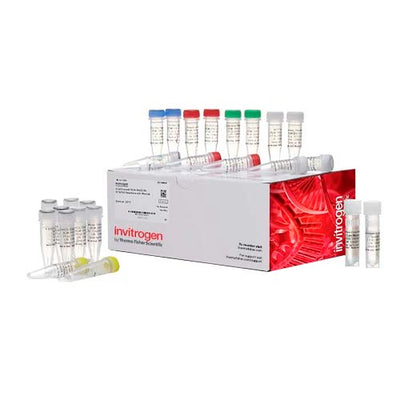 13617.FIRSTCHOICE RLM-RACE KIT - INVITROGEN