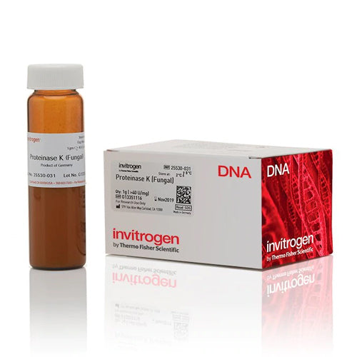 50773. PROTEINASA K EN POLVO 100MG - INVITROGEN