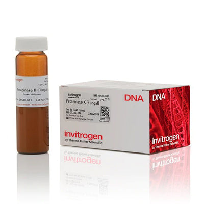 4463. PROTEINASA K EN POLVO 500MG - INVITROGEN
