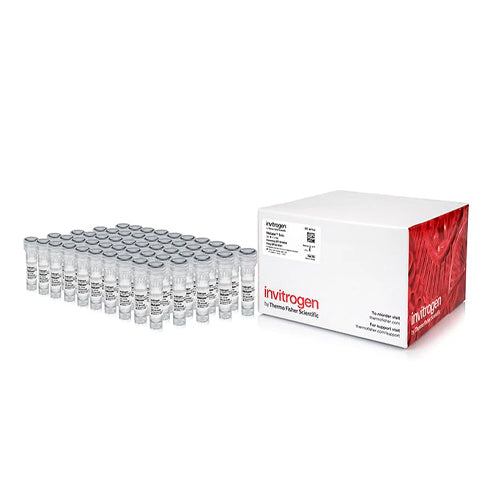 53590. SOLUCION DE ESTABILIZACIÓN RNA LATER 50 X 1.5ML - INVITROGEN