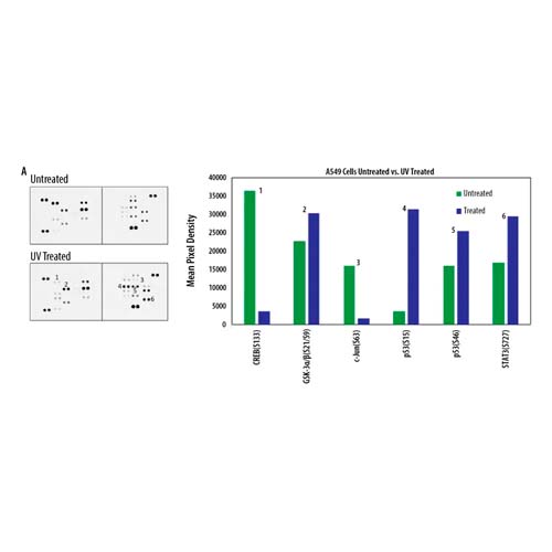 21077. PROTEOME PROFILER HUMAN PHOSPHO-KINASE ARRAY KIT - R&D SYSTEMS