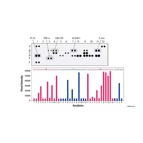 15845. PROTEOME PROFILER MOUSE CYTOKINE ARRAY KIT, PANEL A - R&D SYSTEMS