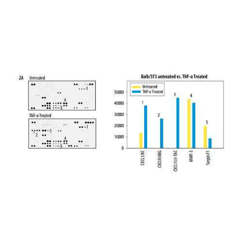 55944. PROTEOME PROFILER MOUSE XL CYTOKINE ARRAY KIT - R&D SYSTEMS