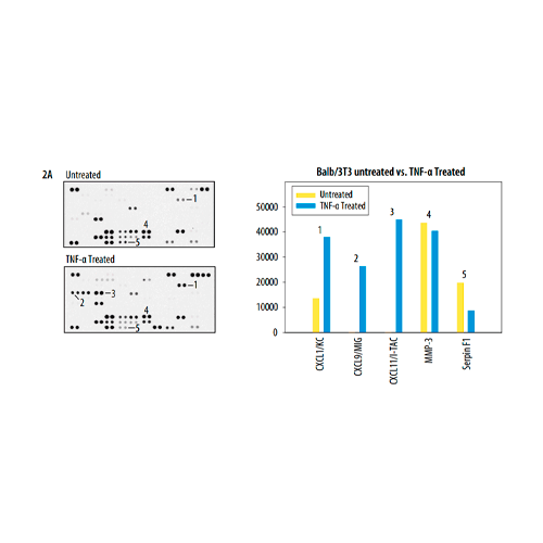 18187. PROTEOME PROFILER MOUSE XL CYTOKINE ARRAY KIT - R&D SYSTEMS