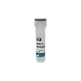12910.MAACKIA AMURENSIS LECTIN II (MAL II) BIOTINYLATED 1MG - VECTOR