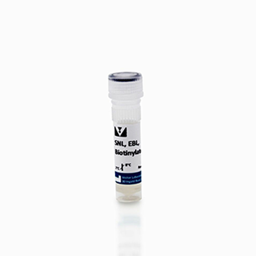 6468. SAMBUCUS NIGRA LECTIN (SNA, EBL) BIOTINYLATED 2MG - VECTOR