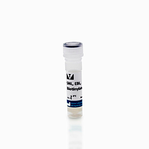6468. SAMBUCUS NIGRA LECTIN (SNA, EBL) BIOTINYLATED 2MG - VECTOR
