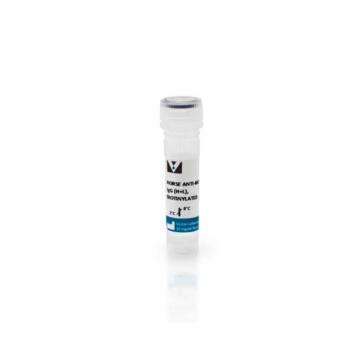 14360. HORSE ANTI-MOUSE IGG ANTIBODY (H+L) BIOTINYLATED 1.5MG  - VECTOR