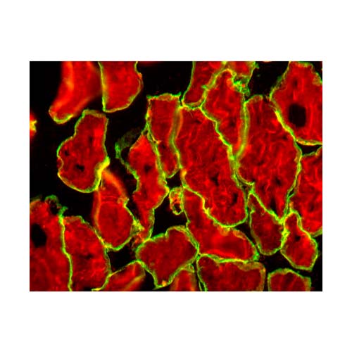 22712. M.O.M. (MOUSE ON MOUSE) IMMUNODETECTION KIT BASIC VECTOR