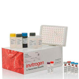 55735. COMPLEMENT C3A HUMAN ELISA KIT 2 X 96 TESTS INVITROGEN