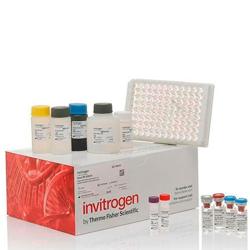 55735. COMPLEMENT C3A HUMAN ELISA KIT 2 X 96 TESTS INVITROGEN