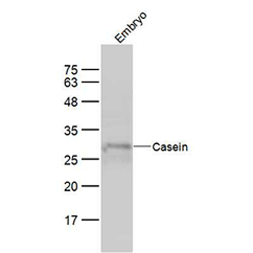 6427. CASEIN POLYCLONAL ANTIBODY 100UL BIOSS ANTIBODIES