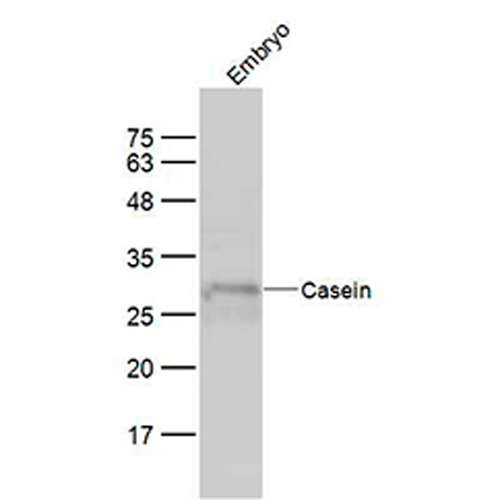 6427. CASEIN POLYCLONAL ANTIBODY 100UL BIOSS ANTIBODIES