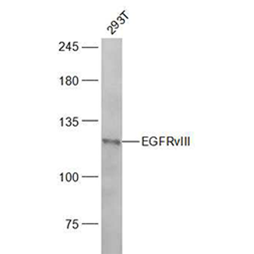 6432. EGFRVIII POLYCLONAL ANTIBODY 100UL BIOSS ANTIBODIES - THERMO SCIENTIFC