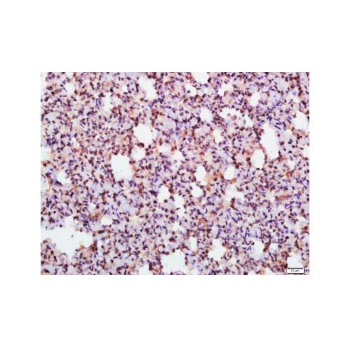 21897. PHOSPHO-ELF2 ALPHA SUBUNIT 1 (SER52) POLYCLONAL ANTIBODY 100UL - THERMO SCIENTIFIC